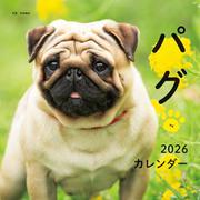 2026年カレンダー パグ（誠文堂新光社カレンダー） [カレンダー]