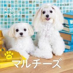 2026年カレンダー マルチーズ(誠文堂新光社カレンダー) [カレンダー]