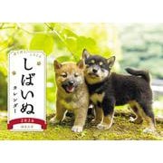 しばいぬカレンダー 2026 [カレンダー]