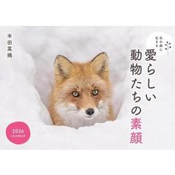 北の森に生きる愛らしい動物たちの素顔カレンダー 2026 [カレンダー]