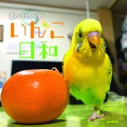 週めくりカレンダー いんこ日和 2026 [カレンダー]