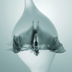 アンプロセスド／エンジェル