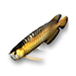 「AQUAZONE水中庭園」追加D アジアアロワナ G(淡水魚)