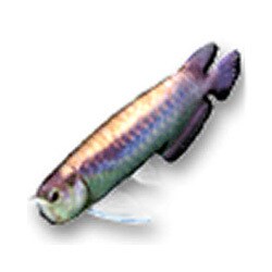 「AQUAZONE水中庭園」追加D アジアアロワナ ブルー(淡水魚)
