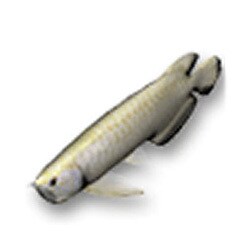 「AQUAZONE水中庭園」追加D アジアアロワナ P(淡水魚)