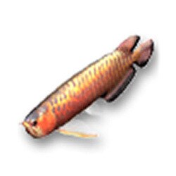 「AQUAZONE水中庭園」追加D アジアアロワナ レッド(淡水魚)