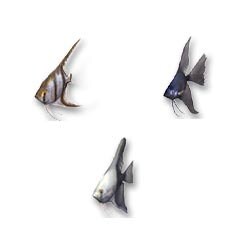 「AQUAZONE水中庭園」追加Dエンゼルフィッシュセット(淡水魚