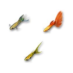 「AQUAZONE水中庭園」追加データ- グッピーセット1(淡水魚)