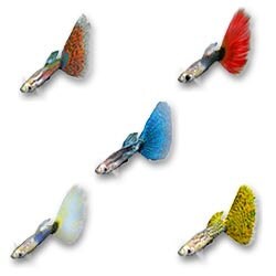 「AQUAZONE水中庭園」追加データ- グッピーセット2(淡水魚)