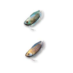 「水中庭園」追加データ- グラミィセット(淡水魚)