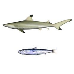 「AQUAZONE水中庭園」追加データ- サメセット(淡水魚)