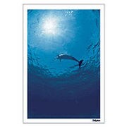 Digital Post Card Book / イルカ（1） [Windows/Mac ダウンロード版]