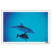 Digital Post Card Book / イルカ（2） [Windows/Mac ダウンロード版]