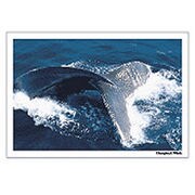 Digital Post Card Book / クジラ [Windows/Mac ダウンロード版]