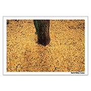 Digital Post Card Book / 紅葉 [Windows/Mac ダウンロード版]