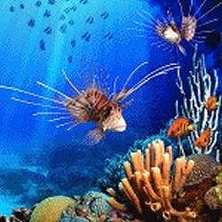 Aqua Real 2（期間限定特価） [ダウンロードソフトウェア]