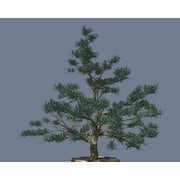 バーチャル盆栽 [Windowsソフト ダウンロード版]