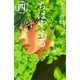 ちはやふる（4）（講談社） [電子書籍]
