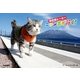 野良猫ヒーローニャン吉が行く！ （学研） [電子書籍]