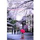 Tokyo Cherry Blossom 東京の桜 ～新宿 中央公園・熊野神社(十二社)～（PAD） [電子書籍]