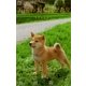 天国の犬ものがたり～ラストレター（フラワーコミックス） [電子書籍]