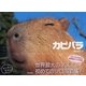 カピバラ（東京書籍） [電子書籍]
