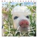 秋田犬げんき（学研） [電子書籍]