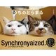 シンクロ姉妹猫 うちのとらまる（辰巳出版ebooks） [電子書籍]