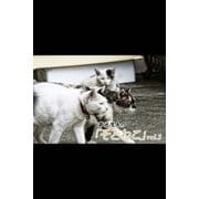 菊池茂夫の「そとねこ」vol.2（月刊デジタルファクトリー） [電子書籍]