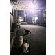 菊池茂夫の「そとねこ」vol.6（月刊デジタルファクトリー） [電子書籍]
