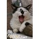 菊池茂夫の「そとねこ」vol.7（月刊デジタルファクトリー） [電子書籍]