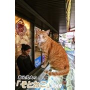 菊池茂夫の「そとねこ」vol.9（月刊デジタルファクトリー） [電子書籍]
