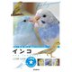 インコ（誠文堂新光社） [電子書籍]
