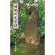 嵯峨の文学碑（アットマーククリエイト） [電子書籍]