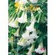 ホライゾン 第37号（エアポートTVネットワークジャパン） [電子書籍]