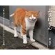 ぶさにゃん（新潮社） [電子書籍]