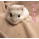 ふわはむ。（新潮社） [電子書籍]