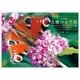 写真集 花蝶の十字路 ヨーロッパ・オーストラリア篇 Looking for Butterflies（幻冬舎メディアコンサルティング） [電子書籍]