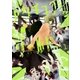 アクチュアルワールド 1巻（新潮社） [電子書籍]