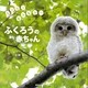もふもふもふもふ～ ふくろうの赤ちゃん（講談社） [電子書籍]
