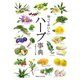知っておいしい ハーブ事典（実業之日本社） [電子書籍]