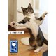 保護猫写真集 ねこっぱち！ （2） ＃転生しても猫（アイデア出版） [電子書籍]