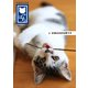 保護猫写真集 ねこっぱち！ （3） #遊ぶのが仕事です（アイデア出版） [電子書籍]