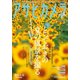 アサヒカメラ 2019年7月号（朝日新聞出版） [電子書籍]
