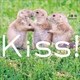 Kiss！（小学館） [電子書籍]