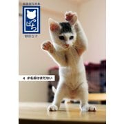 保護猫写真集 ねこっぱち！ （4） ♯名前はまだない（アイデア出版） [電子書籍]