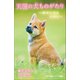 小学館ジュニア文庫 天国の犬ものがたり～幸せになるために～（小学館） [電子書籍]