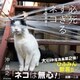 必死すぎるネコ ～前後不覚 篇～（辰巳出版ebooks） [電子書籍]