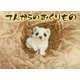 てんからのおくりもの（出版ワークス） [電子書籍]