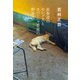 表参道のセレブ犬とカバーニャ要塞の野良犬（文藝春秋） [電子書籍]